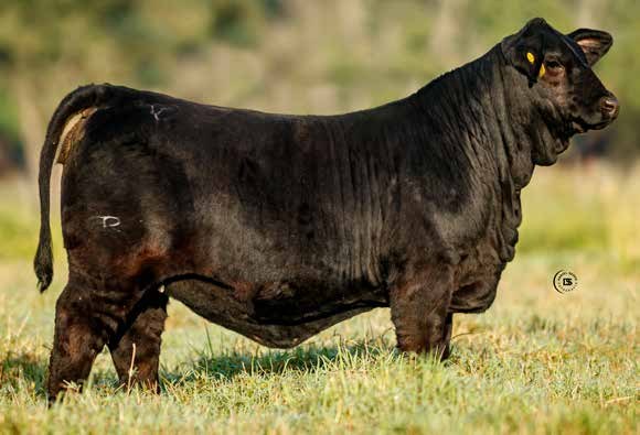 F.I.V. PUKAVY R.P 1750 “Lady Di”