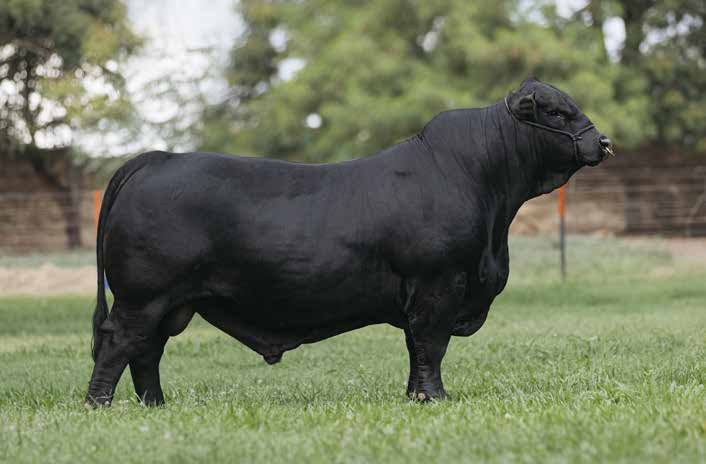 F.I.V PUKAVY R.P 866 “King George”