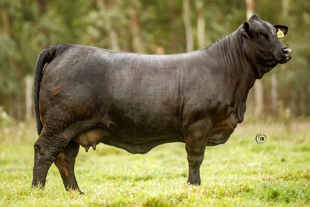 F.I.V. PUKAVY R.P 1682 “Kamila”